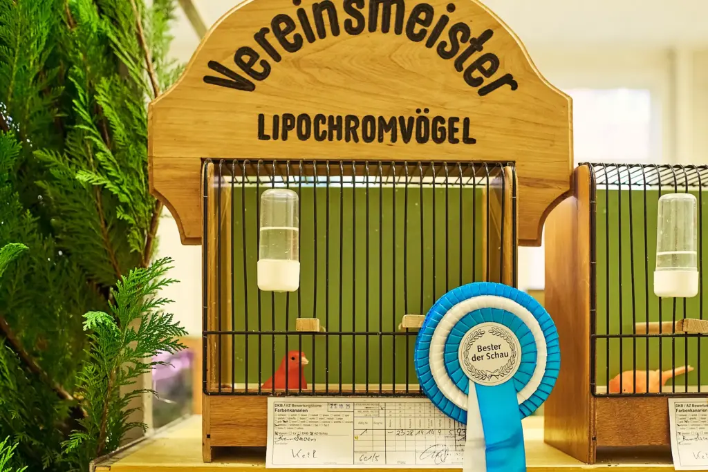 kanarienvogel rot intensiv Vereinsmeister bester der schau