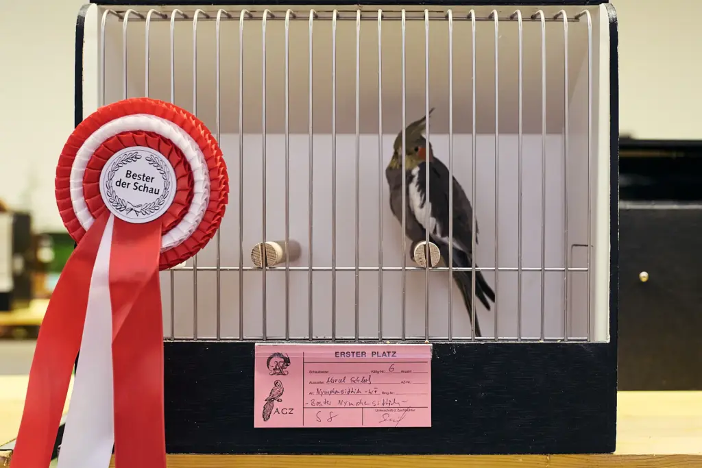 Nymphensittich – stolz als bester Vogel der Schau ausgezeichnet.
