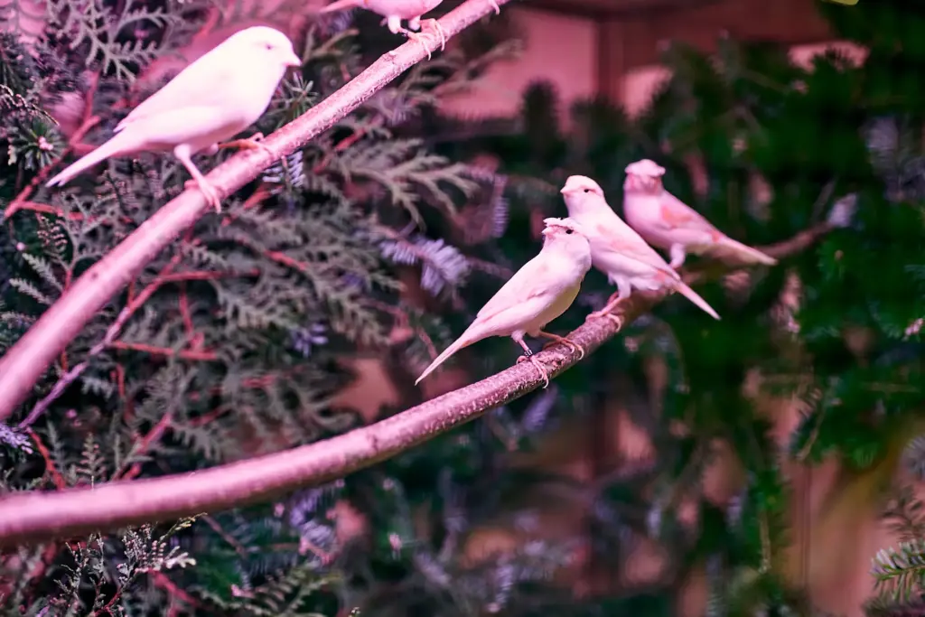 Gemischte Kanarienvögel in der Voliere