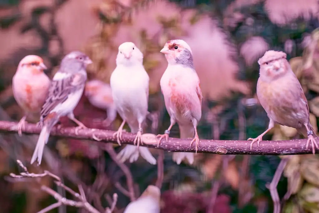 Verschiedene Kanarienvögel sitzen gemeinsam auf einem Ast.