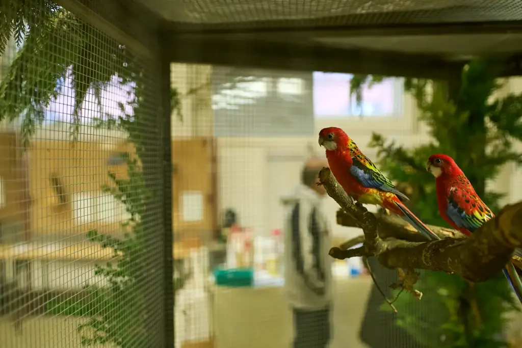 Zwei Prachtrosella sitzen auf einem dicken Ast in der Voliere
