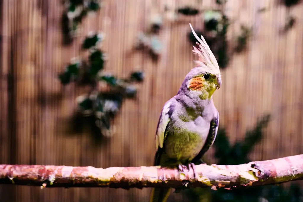 Ein Nymphensittich sitzt auf einer Stange in der Voliere.