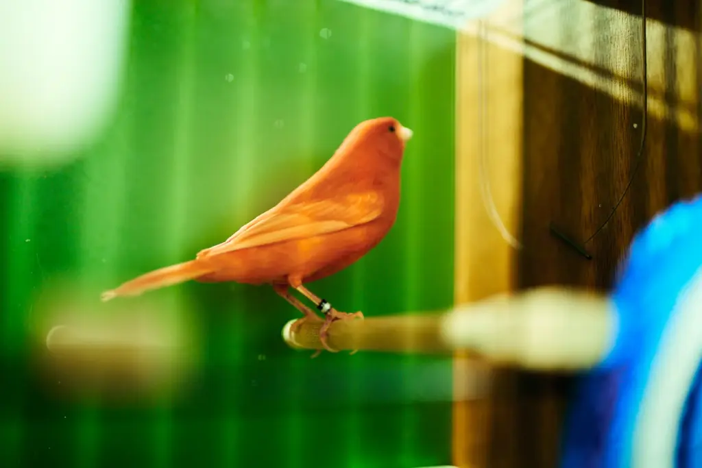 Kanarienvogel Rot intensiv sitzt auf einer Stange