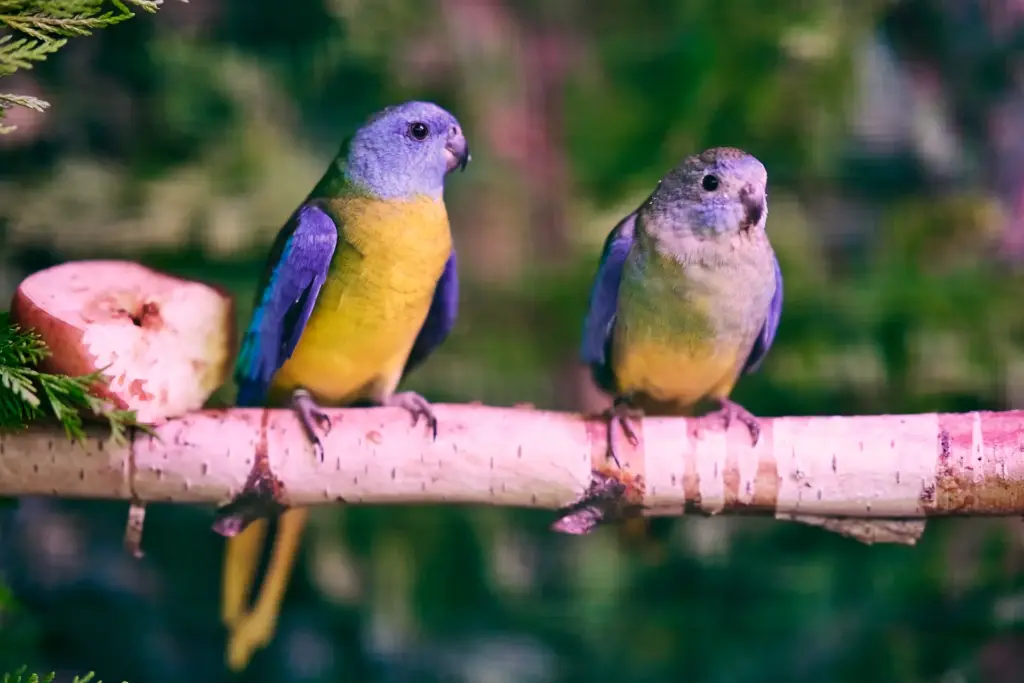 Männliche und weibliche Schönsittiche sitzen auf einer Stange
