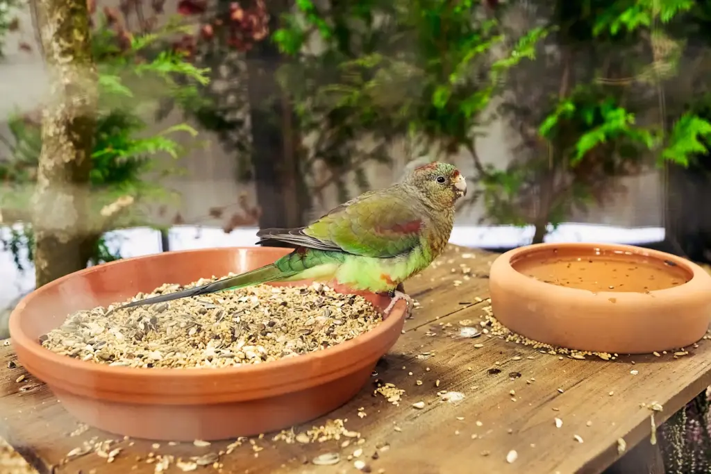 Vielfarbensittich sitzt auf einer Futterschale in der Voliere