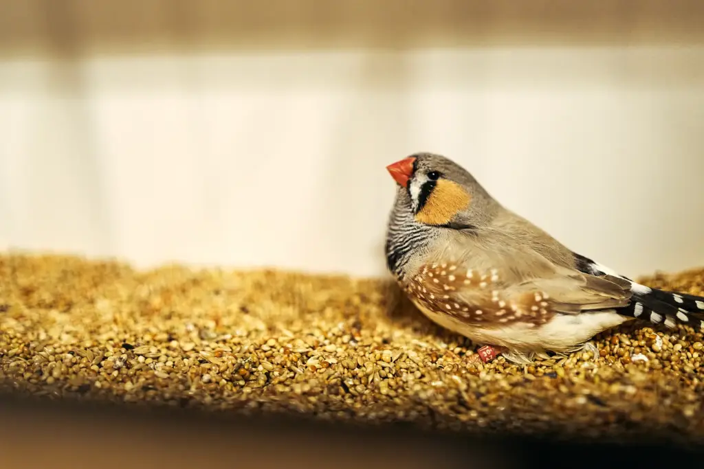 Nahaufnahme eines Zebrafink Männchens