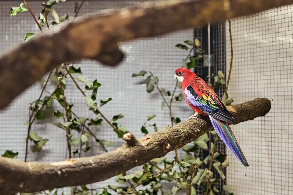 Rosellasittich sitzt auf einem Ast in der Voliere