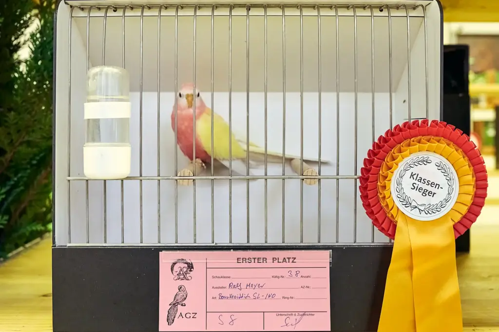 Bourkesittich als Klassensieger bei der Vogelschau