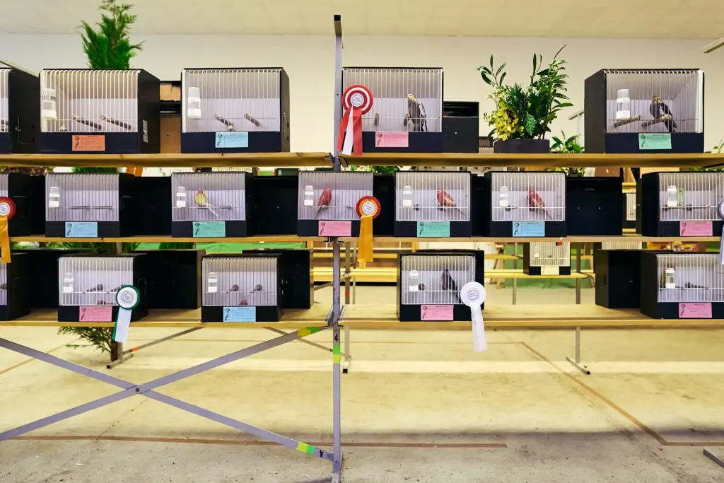 Mehrere ausgezeichnete Vögel verschiedener Rassen