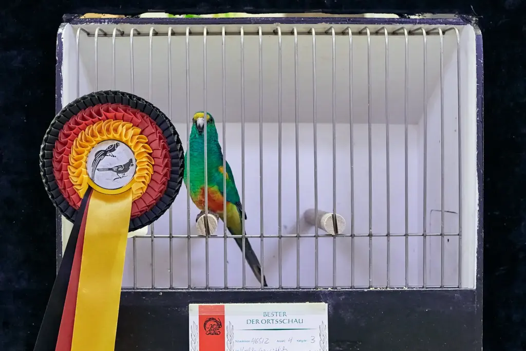 Vielfarbensittich als bester Vogel der Ortsschau