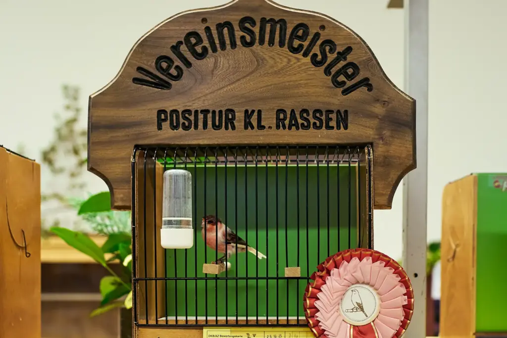 Kanarienvogel Harlekin – stolz als Gruppensieger ausgezeichnet.