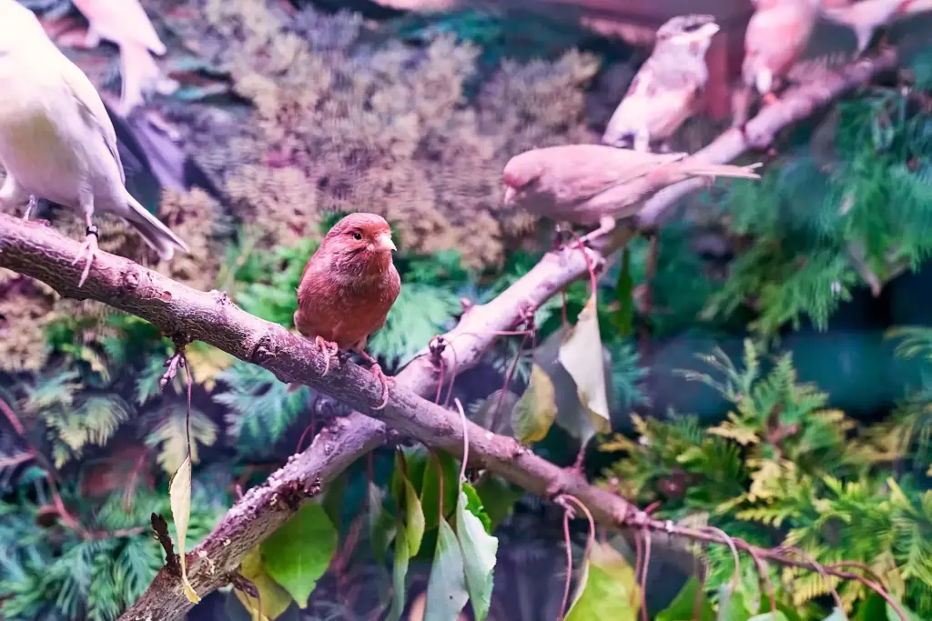 Kanarienvogel sitzt auf einem Ast in der Voliere
