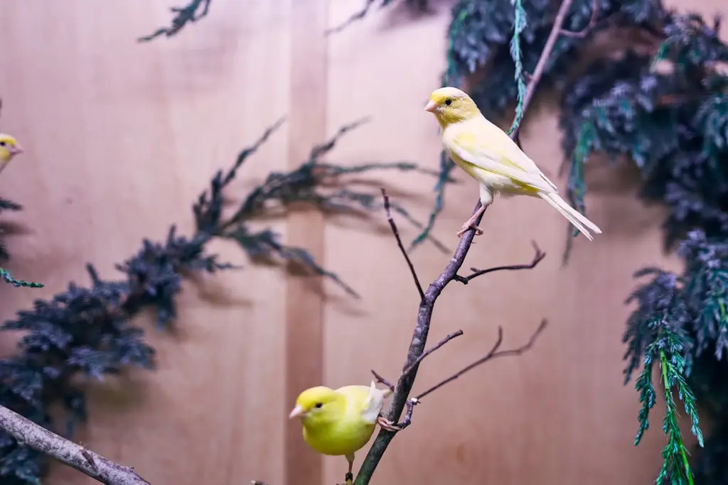 Zwei gelbe Kanarienvögel sitzen auf einem Ast in der VoliereKanarienvogel gelb