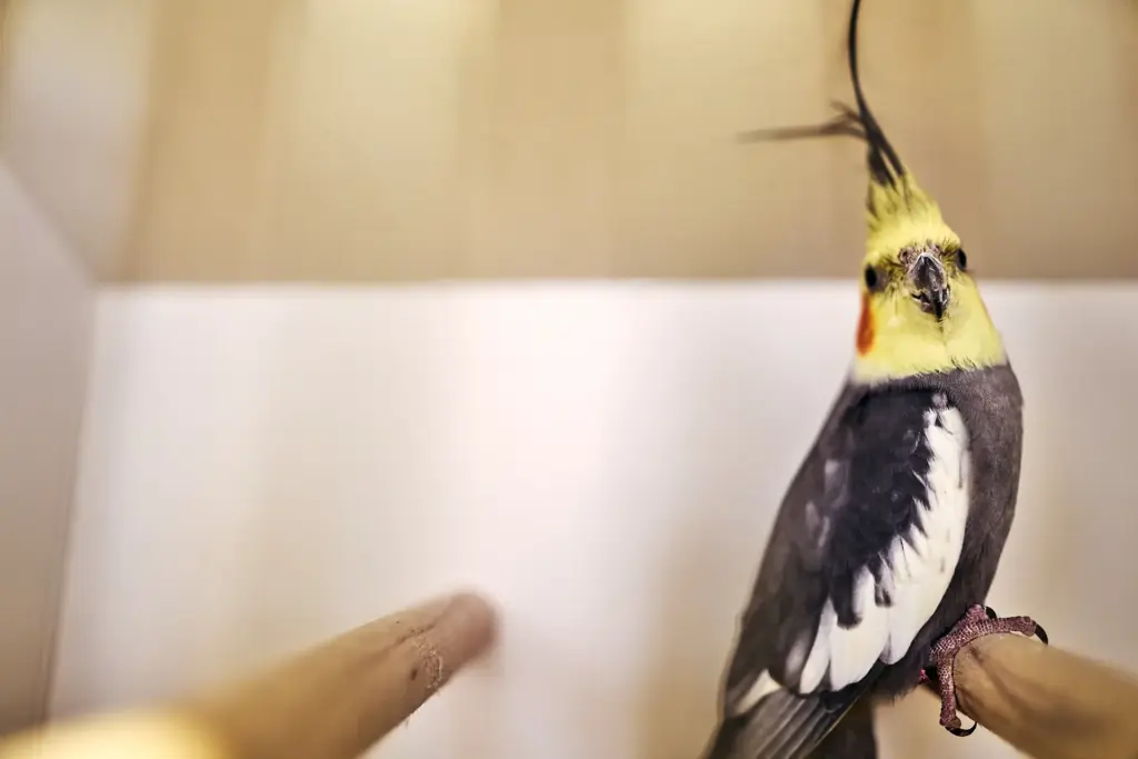 Nymphensittich sitzt auf einer stange