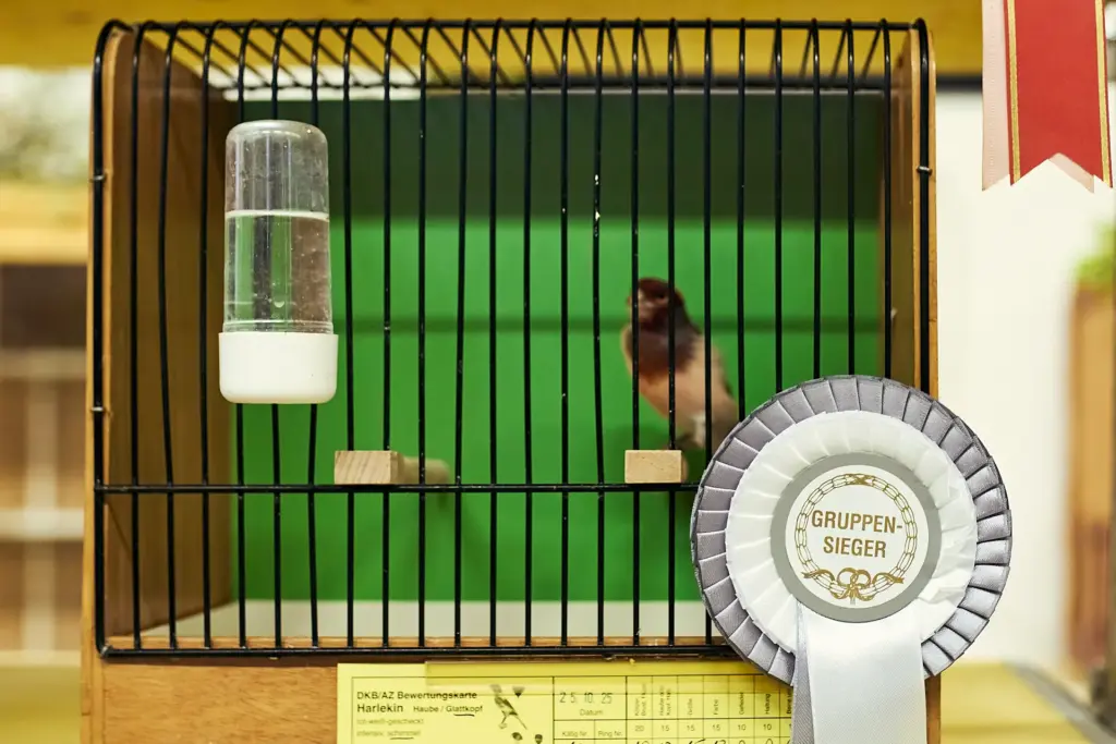 Kanarienvogel Harlekin als Gruppensieger bei der Vogelschau